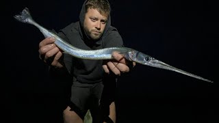 Recordsized Atlantic Needlefish 2ft Long Island NY [upl. by Ezitram]