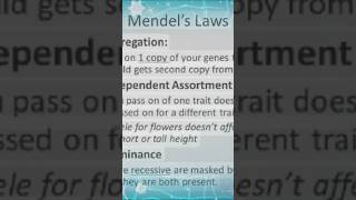 Mendels Laws of geneticsgregor mendellawsgeneticsshorts feedyou tube shortsviral shorts [upl. by Troxell]