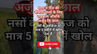 Terminalia Arjuna अर्जुन के वृक्ष कि छाल के फायदे। plants shorts [upl. by Gombosi490]