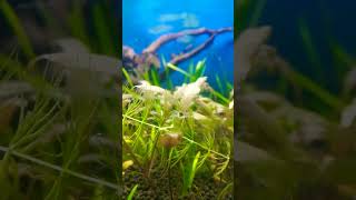 White colour shrimp breeding colorful shrimp farming shrimp  tank [upl. by Sella]