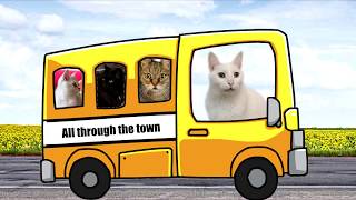 Wheels on the bus Cats Version  Singing Cats [upl. by Balliol]