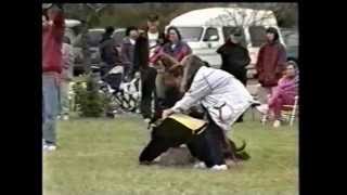 1997 AHCA National Specialty 55  Nonregular Obedience Lure Coursing Highlights [upl. by Ativla816]