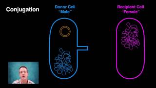 Generating Bacterial Genetic Variation [upl. by Nnyluqcaj]