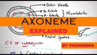 STRUCTURE OF AXONEME  LATERAL APPENDAGES  BY PHANINDRA GUPTHA [upl. by Airogerg277]