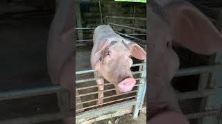 Mama Pig Oinking And Barking In Shelter shorts [upl. by Liahkim921]