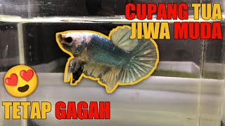 CUPANG TUA JIWA MUDA MANTAP KALI [upl. by Niveb]