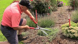 Davids Tips amp Tricks To Grow Beautiful Lavender💜💜 💜 Part Two Summer Trim ✂️😉👌 [upl. by Giorgi723]