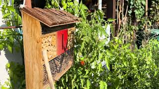 Garden Diary First Fig Beautiful weather Bees are enjoying the Michaelmas Daisies gardentours [upl. by Yetnom]