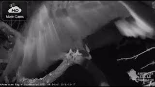 AEFNEFL Eagle Cam 121718 Romeo amp Juliet Early Morning Shift Change Dec 17 2018 [upl. by Trellas452]