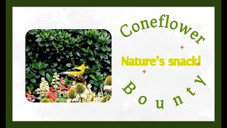 Coneflower Bounty Nature’s snack nature flowers birds youtube backyardbirding southcarolina [upl. by Jacoby]