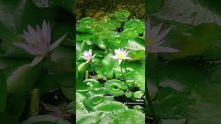 shorts lotus  Olu Mal  Lotus flower sri Lanka  Water Lily Flowers [upl. by Aufa]