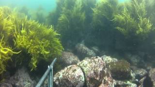 Spearfishing Kiama and Surrounds [upl. by Aneda]