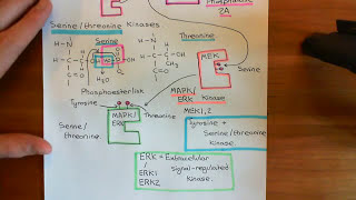 Receptor Tyrosine Kinases Part 7 [upl. by Boland714]