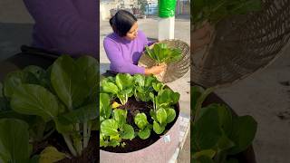 Today’s harvest part1 harvest gardening youtubeshorts [upl. by Kippy415]