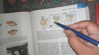 Development of Hindgut [upl. by Davin]