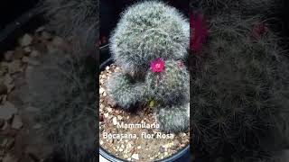 Mammilaria Bocasana floriu pela primeira vez 🥰 [upl. by Jevon]