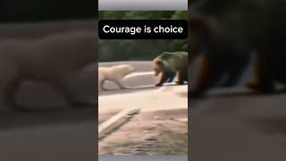 courage brave bravedog bear [upl. by Tdnerb]