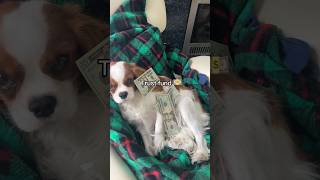 I’m looking for a dog in… finance puppy cavalierlife funny [upl. by Elbys]