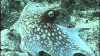 Octopus vulgaris Camouflage Change [upl. by Manuel]