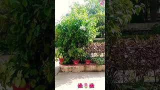 mile na phool  to kanton se dosti kar lisong short video [upl. by Ahsienaj713]