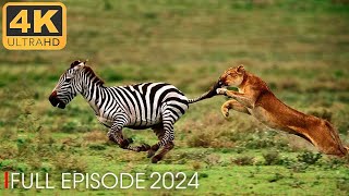 AMAZING NATURE  Run to survive  Nature Animal Documentary [upl. by Dopp7]