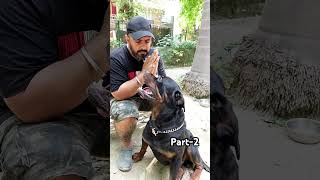 What To Do Angry Growling Big Rottweiler Rottweiler Behaviour amp Understanding shorts rottweiler [upl. by Rheingold954]