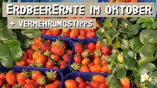 Erdbeeren bis in den Oktober ernten  Erdbeeren anbauen und vermehren [upl. by Airdni43]