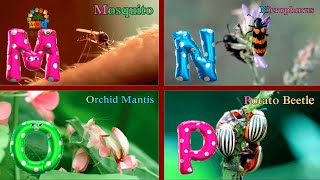 Insect alphabets song  Alphabets song for kids Insect song for toddlers Phonics Song [upl. by Tteragram]