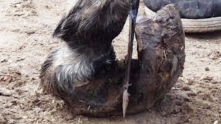 The twisted donkey hoof has not been trimmed for 9 years just cut it off and it will be fine [upl. by Enilesoj]