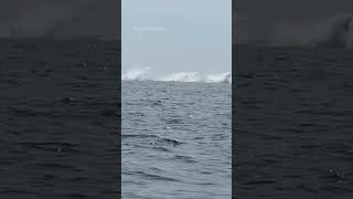 Whales showing off 3 humpback whales jump out of water in perfect unison off Cape Cod coast [upl. by Arimlede]