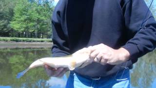 RIVER FISHING TIPS FOR BIG BASS NANTICOKE RIVER DELAWARE [upl. by Burg]