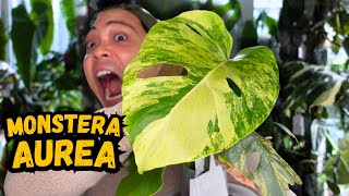 I propagated my Monstera Aurea…here are the results 💚 houseplants I love [upl. by Rankin]