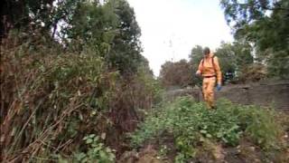 Japanese Knotweed removal [upl. by Haim]