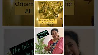 Jade Plant Best OrnamentalPlantshortstrendingyoutubeshortsindoorplantsoxygennontoxicplantjade [upl. by Adaurd]