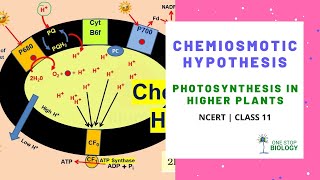 Chemiosmotic Hypothesis  Photosynthesis  One Stop Biology  Shruti Maam  NCERT  Class 11 [upl. by Ynafit389]