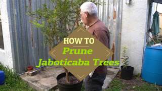 How to prune a Jaboticaba Tree  Myrciaria cauliflora [upl. by Ailedamla]