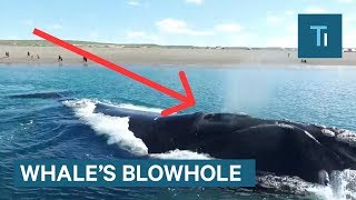 Whats Actually Inside A Whales Blowhole [upl. by Niamert]