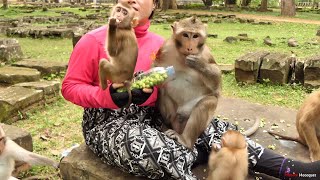 king Mark come to visit mom KT while She feeding milk and lotus to lovely abandoned monkey [upl. by Aivatnuahs]