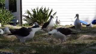 Laysan Albatross dancing on Midway Atoll [upl. by Anissej625]