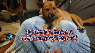 【犬アテレコ、関西弁】前足触られるのがいやで仕方がないちゃちゃ。 [upl. by Kimball]