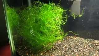 JAVA MOSS [upl. by Latouche153]