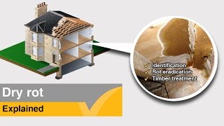 Dry Rot Treatment  Expert Help and Advice [upl. by Olmsted99]