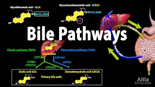 Bile Pathways and the Enterohepatic Circulation Animation [upl. by Claudina377]