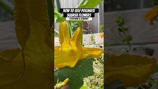 How to Hand Pollinate Squash Flowers  Urban Garden  Zone 8A GA  Steffanie’s Journey gardening [upl. by Waly519]