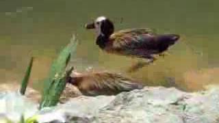 quotDie Freiflughalle im Vogelpark WalsrodequotLive Video von Wolfgang Schmökel [upl. by Emmye]