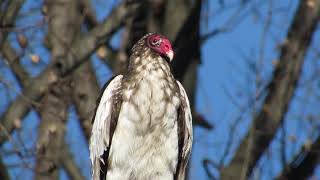 Rare leucistic Turkey vulture [upl. by Honorine329]