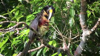 Aracari Birds Amazon Forest Ecuador [upl. by Asserrac]