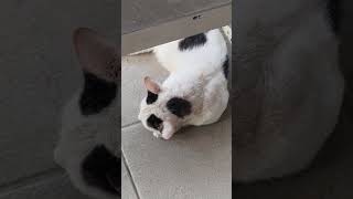 Cute Black White Cat Sleeping cat [upl. by Neehsar989]