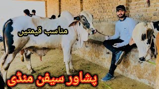 Maweshi Mandi Sepan Peshawar Latest updates 2024 peshawar cow mandi 2024 rates and bargaining [upl. by Leroy740]