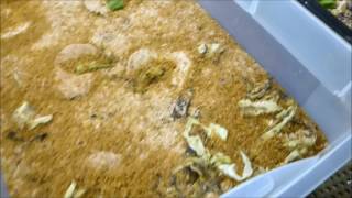 Mealworm farm update April 30 2017 [upl. by Malory]